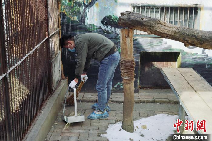 圖為雪豹“奶爸”史壽軍正在打掃豹館衛(wèi)生?！●R銘言 攝