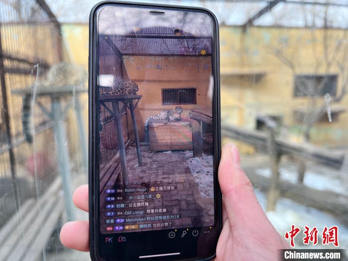 圖為雪豹“奶爸”史壽軍正在直播。　馬銘言 攝