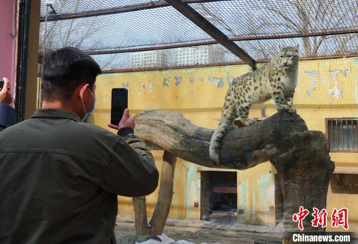 圖為雪豹“奶爸”史壽軍正在直播?！●R銘言 攝