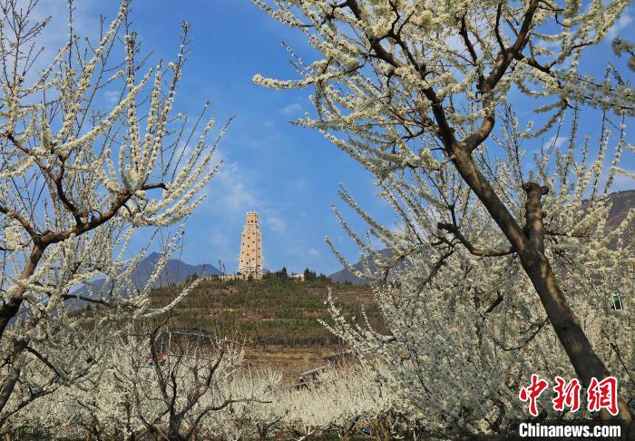 潔白的李花與碉樓交相輝映，勾勒出一幅美麗的和諧生態(tài)畫卷?！『吻搴?攝