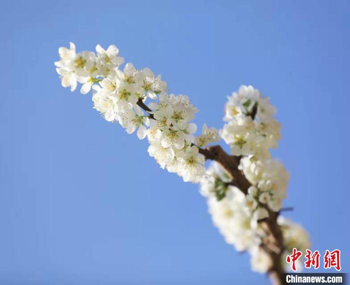 李花盛開。　何清海 攝