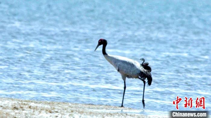 圖為黑頸鶴在青海湖畔散步?！《砣詹囟?攝