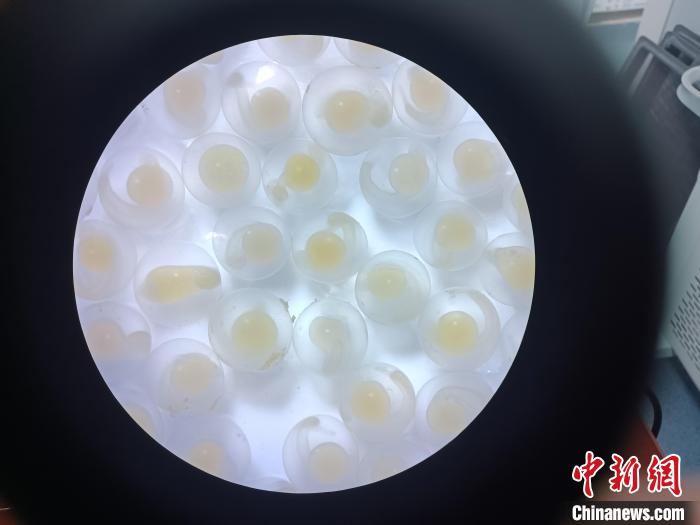 圖為顯微鏡下的魚卵?！∏嗪：沲幘茸o中心 供圖