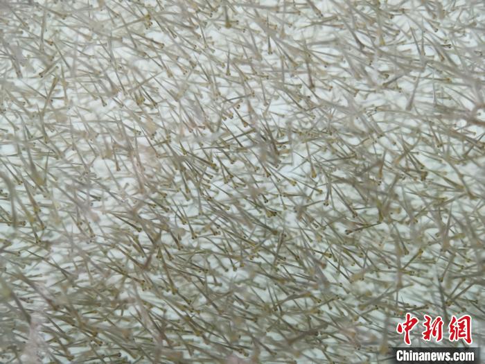 圖為密集分布的魚苗。　張?zhí)砀?攝