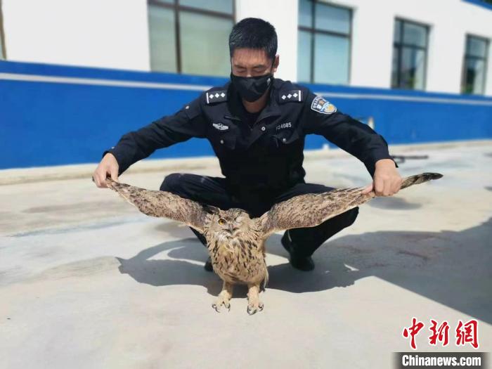 青?；ブ衤?lián)手救助國家二級保護野生動物雕鸮