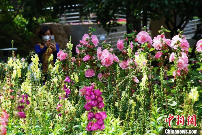 圖為市民在西寧園林植物園內(nèi)賞花拍照?！●R銘言 攝