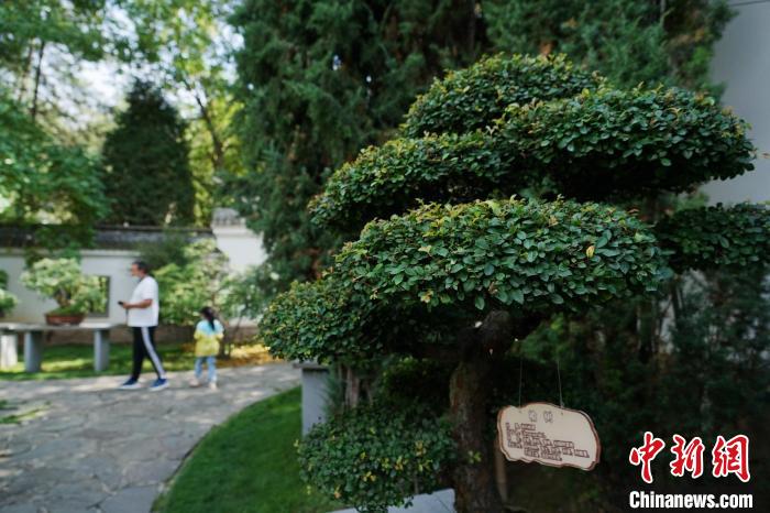 圖為在西寧園林植物園內(nèi)，造型奇特的盆景吸引市民?！●R銘言 攝
