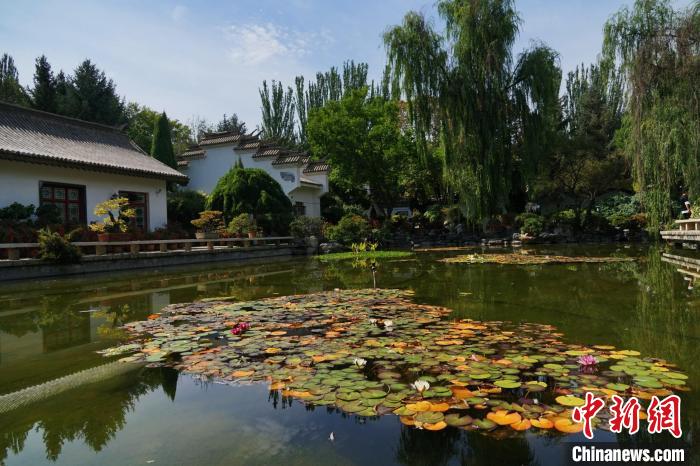 圖為西寧園林植物園秋日風(fēng)景別有韻味?！●R銘言 攝