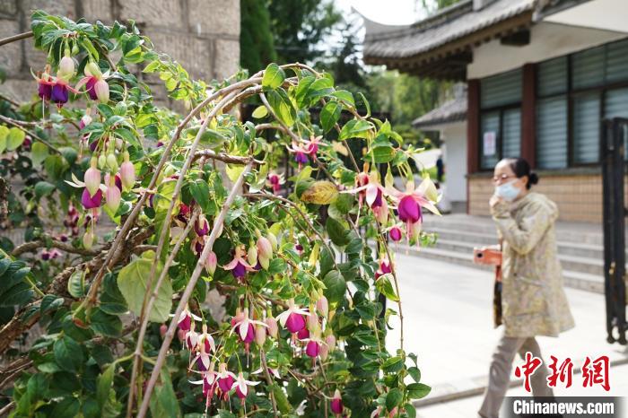 圖為市民在西寧園林植物園內(nèi)觀賞花卉?！●R銘言 攝