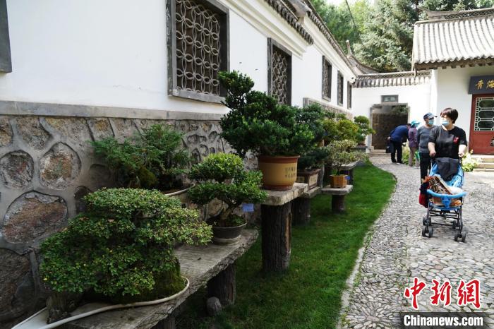 圖為市民在西寧園林植物園內(nèi)觀賞盆景。　馬銘言 攝