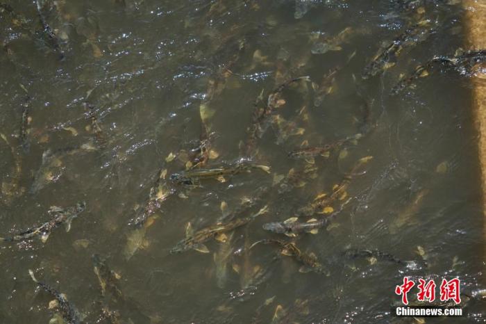 資料圖：圖為今年5月底到8月初，青海湟魚洄游產(chǎn)卵 馬銘言攝