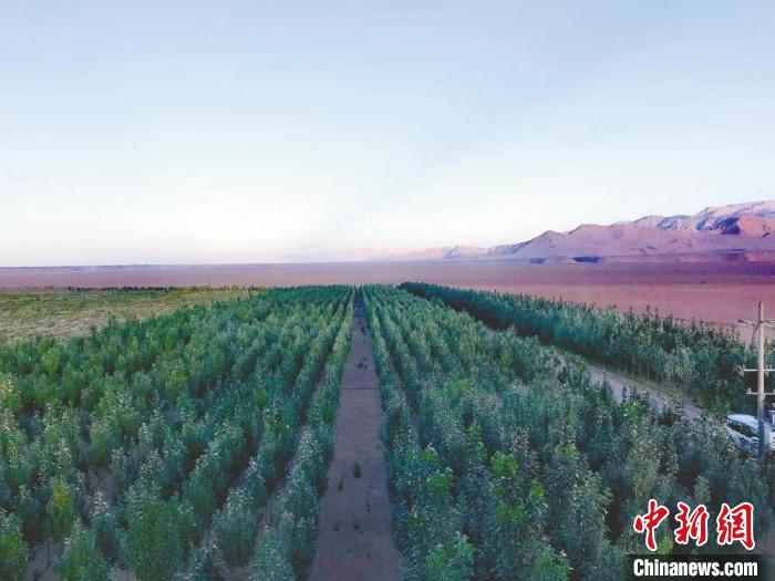 圖為格爾木境內(nèi)種植的綠樹?！「駹柲救诿襟w中心供圖
