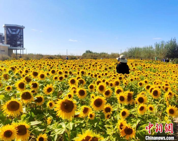 圖為格爾木境內(nèi)的向日葵花海。　格爾木融媒體中心供圖