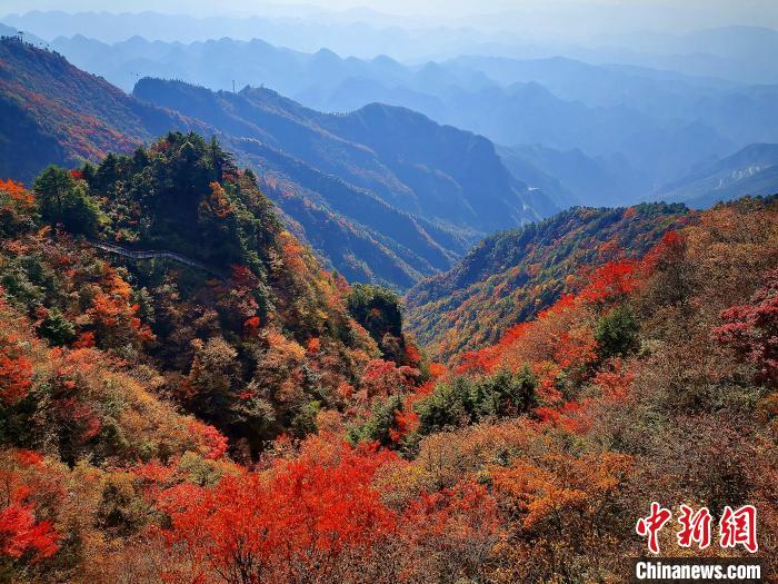 巴山大峽谷漫天紅葉。　張平 攝