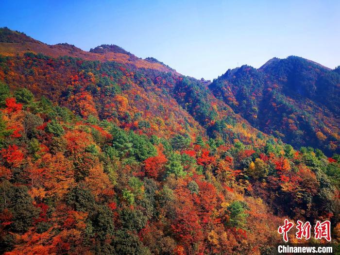 巴山大峽谷漫天紅葉?！埰?攝