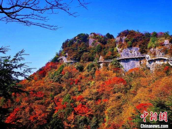 巴山大峽谷漫天紅葉。　張平 攝