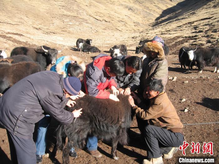 資料圖為研究團(tuán)隊(duì)在青南高原地區(qū)開(kāi)展了牦牛寄生蟲(chóng)病流行病學(xué)和防治技術(shù)研究?！?青海省畜牧獸醫(yī)科學(xué)院供圖