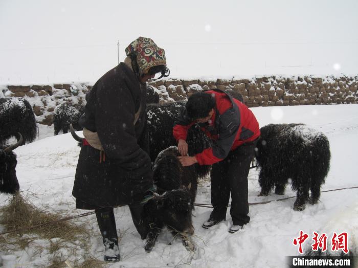 資料圖為研究團(tuán)隊(duì)在達(dá)日縣檢查牛背部皮蠅幼蟲(chóng)感染情況?！?青海省畜牧獸醫(yī)科學(xué)院供圖