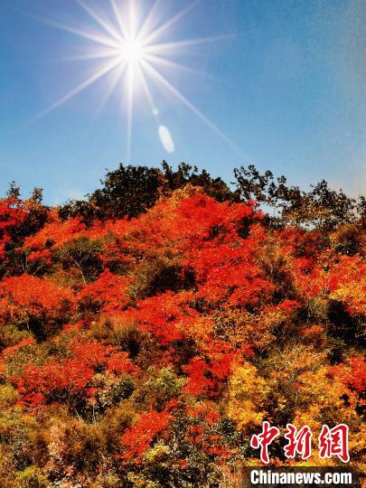 萬(wàn)源市紅葉似火。　朱平安 攝