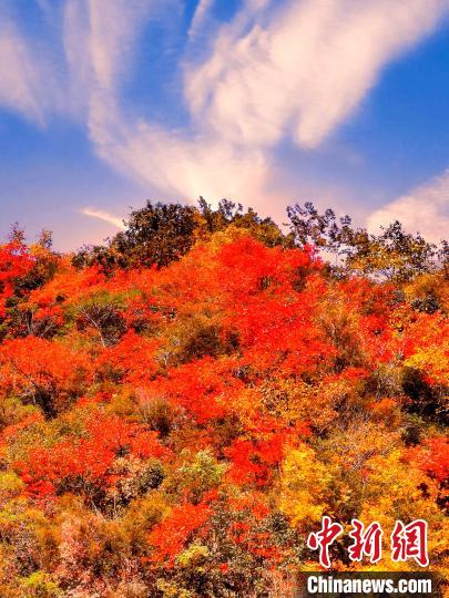 萬(wàn)源深秋紅葉似火?！≈炱桨?　攝