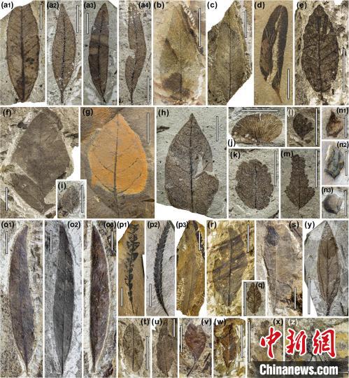中始新世熱魯化石植物群(4500萬–4000萬年前)?！≈锌圃呵嗖馗咴?供圖