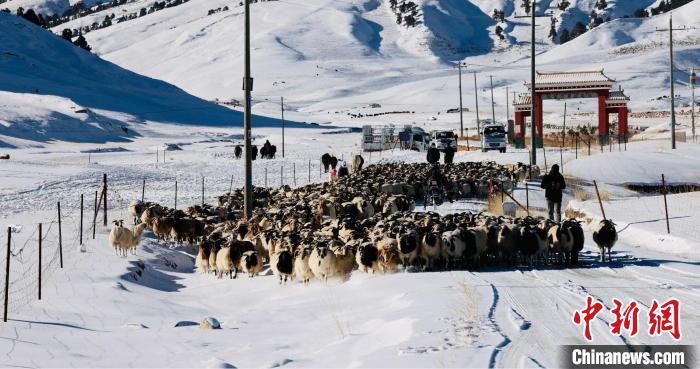 圖為村民在雪地上放牧?！《继m縣融媒體中心供圖
