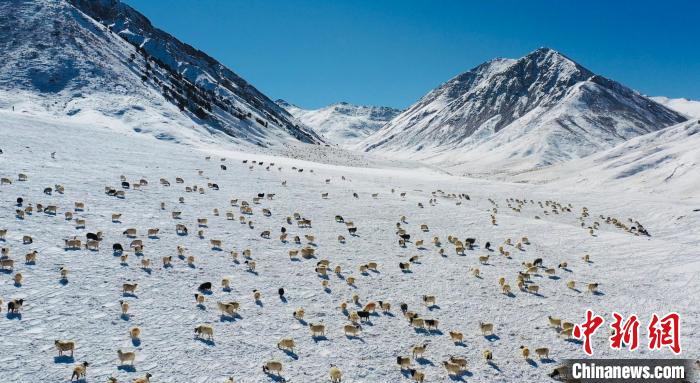 圖為羊群在雪地里覓食?！《继m縣融媒體中心供圖