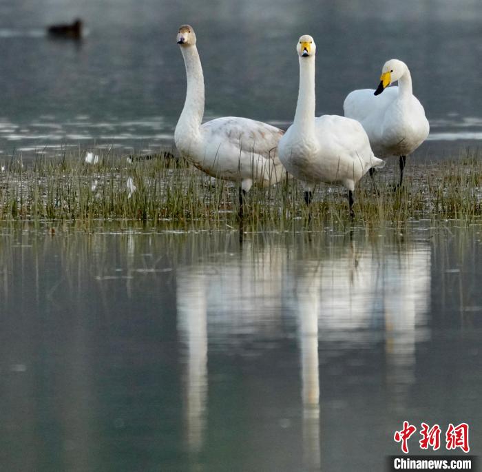 圖為三只大天鵝?！±钣穹?攝