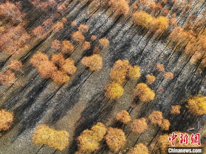 入冬時節(jié)，雅魯藏布江畔的樹林一片金黃。　董志雄 攝