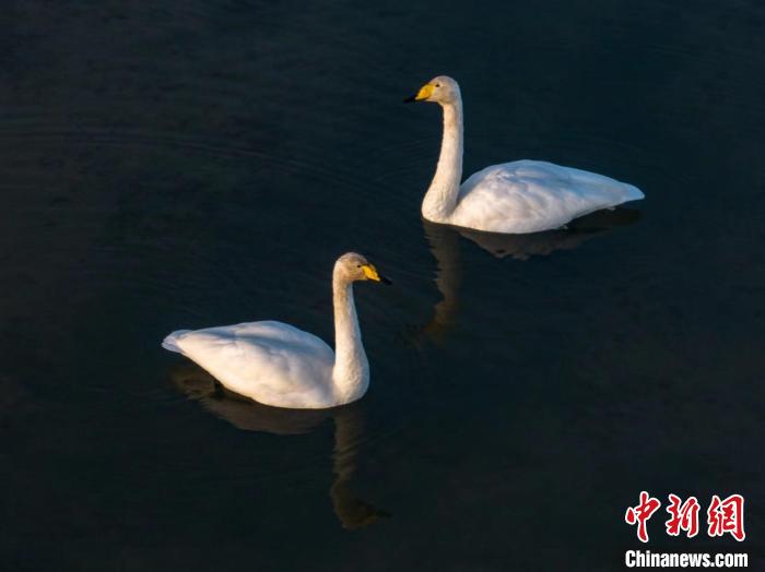 圖為兩只天鵝在湖中游蕩?！『螁⒔?攝