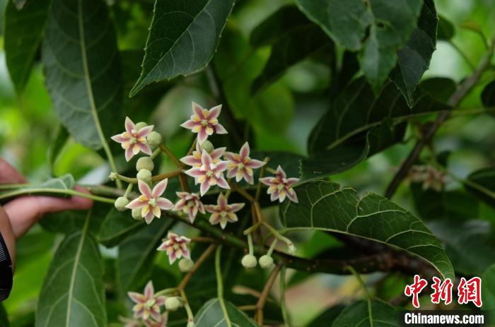 圖為古林箐近地保護(hù)的滇桐首次開花?！±顕?攝