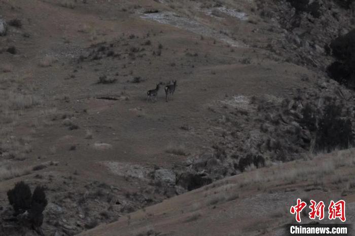 圖為兩只馬鹿在山坡上行走?！〔湃?攝