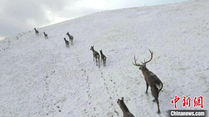 圖為馬鹿群在雪地里行走?！〔湃?攝