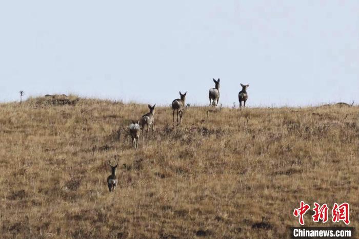 圖為狍鹿在山坡上漫步。　才項南加 攝