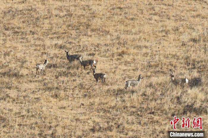 圖為狍鹿在山坡上覓食嬉戲?！〔彭椖霞?攝