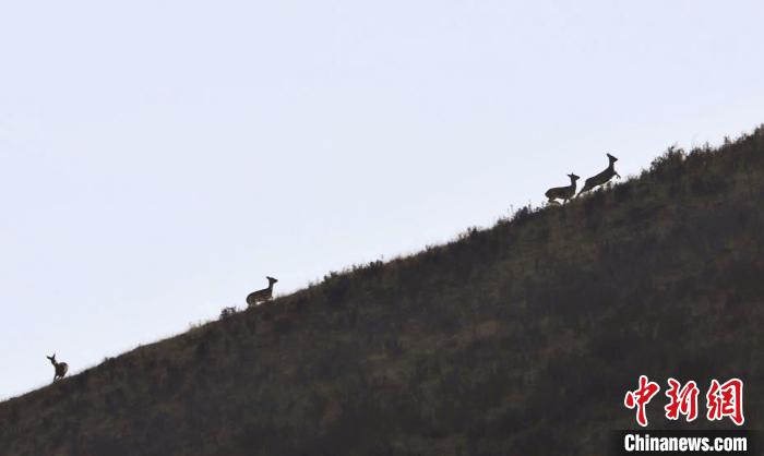 圖為狍鹿在山坡上漫步。　才項南加 攝