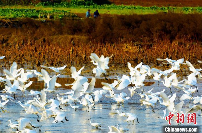 成都白鷺灣濕地公園?！“討?攝