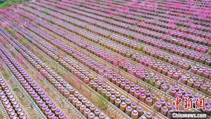 灼灼桃花惹人醉?！㈡?攝