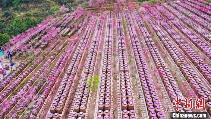 灼灼桃花惹人醉?！㈡?攝