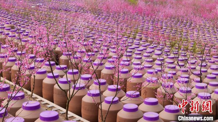 桃花和酒壇相映成趣?！∫足?攝