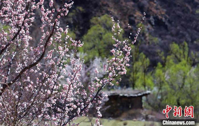 白玉縣河谷間盛開(kāi)的桃花?！“子袢诿?攝