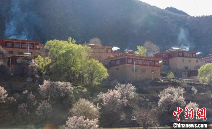 暖陽(yáng)下白玉縣河坡鎮(zhèn)正在盛開(kāi)的桃花與藏式民居?！“子袢诿?攝