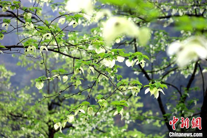 珙桐在春末夏初之際開花，花期較短?！螚?攝