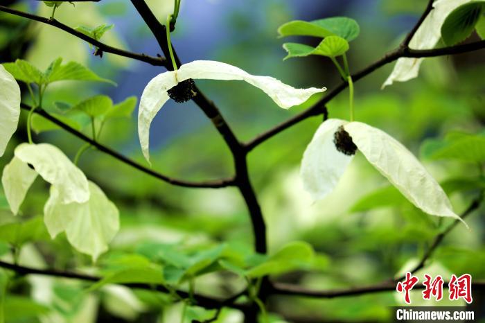 兩片潔白的花瓣隨風(fēng)搖曳就像飛翔的白鴿?！螚?攝