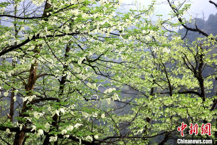 珙桐是1000萬年前新生代第三紀(jì)留下的孑遺植物，中國(guó)特有的樹種，是國(guó)家一級(jí)瀕危保護(hù)野生植物。　呂楊 攝