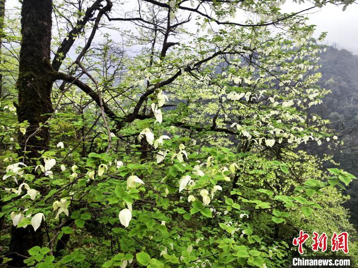 山谷兩側(cè)高大繁茂的珙桐樹?！螚?攝
