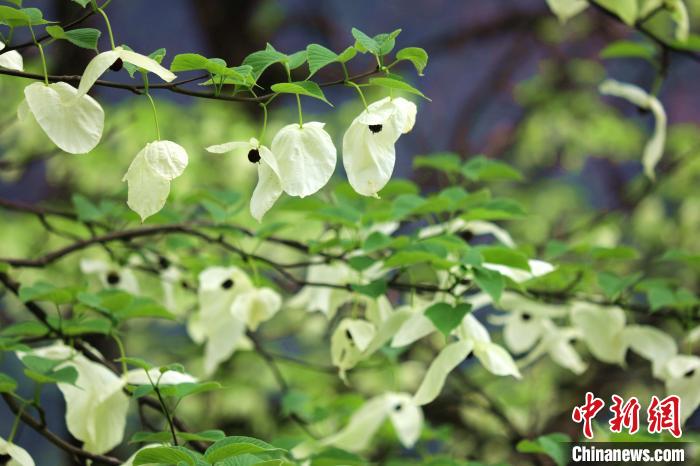 珙桐樹開出潔白的花朵?！螚?攝