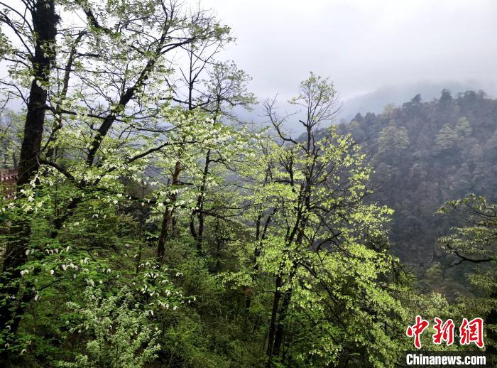 珙桐花朵潔白素雅，與青山雨霧融為一體?！螚?攝