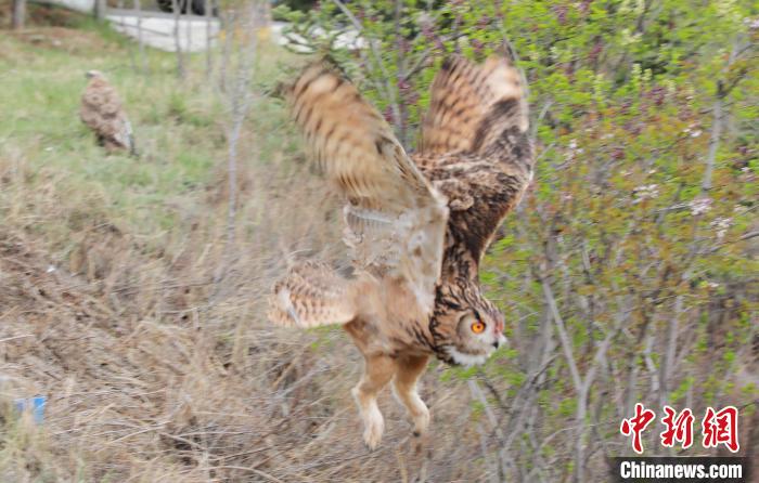圖為西寧野生動物園救護的雕鸮在西寧市放歸大自然?！●R銘言 攝