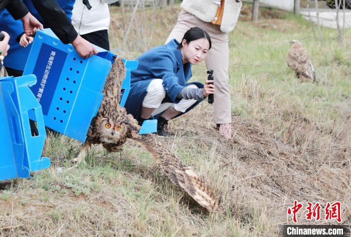圖為西寧野生動物園救護的雕鸮在西寧市放歸大自然。　馬銘言 攝